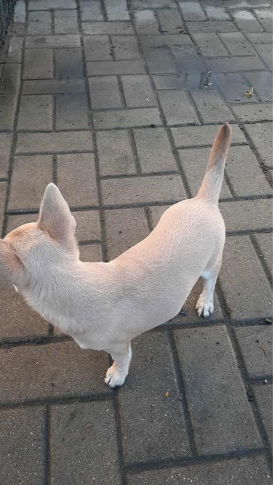 Piękny piesek rasy Chihuahua - chłopczyk