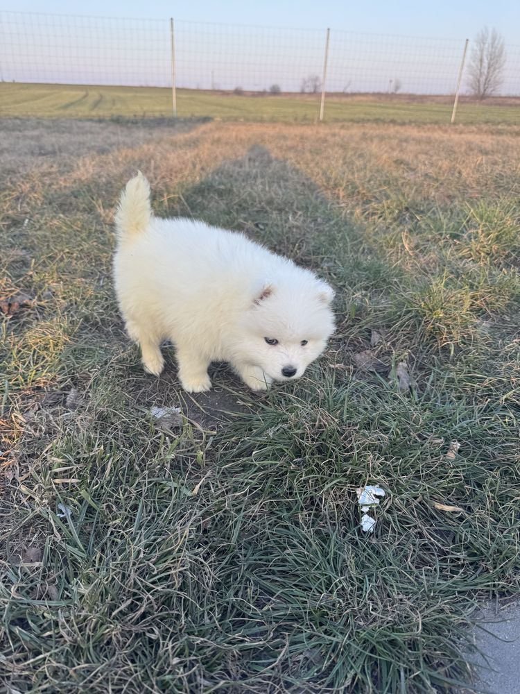 Piękna Suczka Samoyed Rodowód,Chip,Książeczka,Wyprawka!!