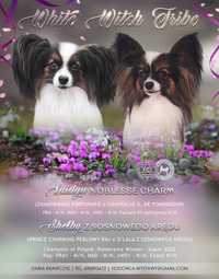 Spaniel Kontynentalny Miniaturowy Papillon ZKwP/FCI