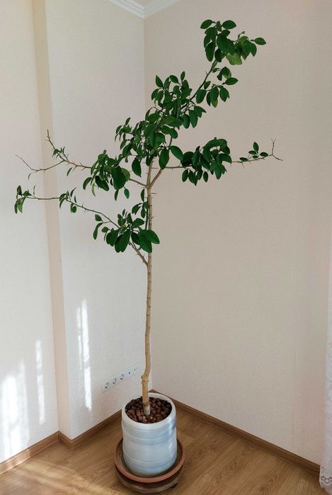 Цитрус Грейпфрут такого размера - большая редкость: статный красавец