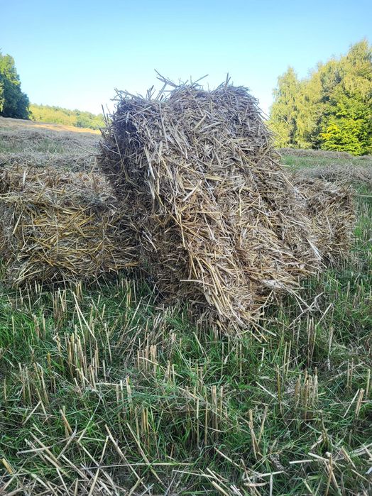 Słoma w kostkach 2025r.