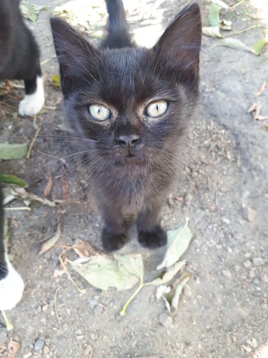 Котик і киця у добрі руки.