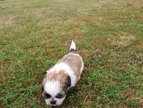 Shih-tzu suczka wesoła