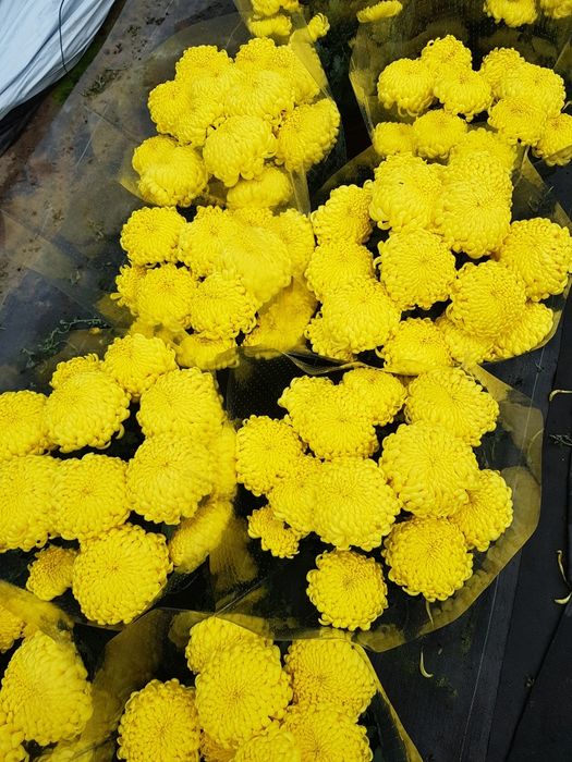 Chryzantemy drobno- i wielkokwiatowe sprzedaż hurtowa i detaliczna