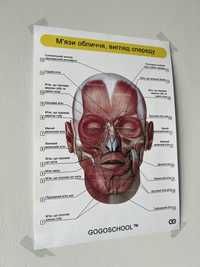 Плакат «Анатомія обличчя», мʼязи обличчя