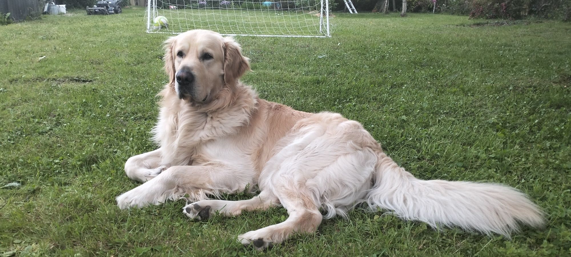 Szczeniak goldenretriver