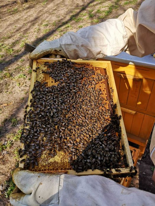 Miód lipowy 1,2 kg zbiór 2025