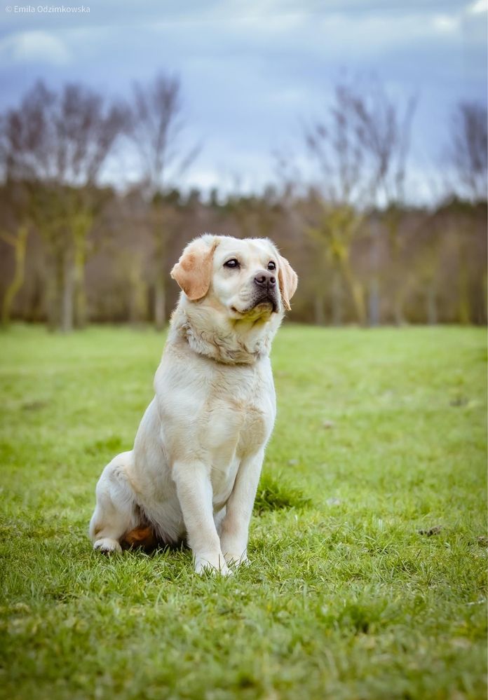 Beza -suczka w typie labradora czeka na dom-adoptuj