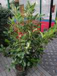 Laurowiśnia z dowozem. Caucasika, Novita, Etna, Elly Genolia Herbergia