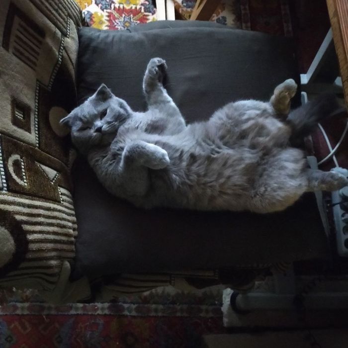 Отдам кошку шотландскую вислоухую