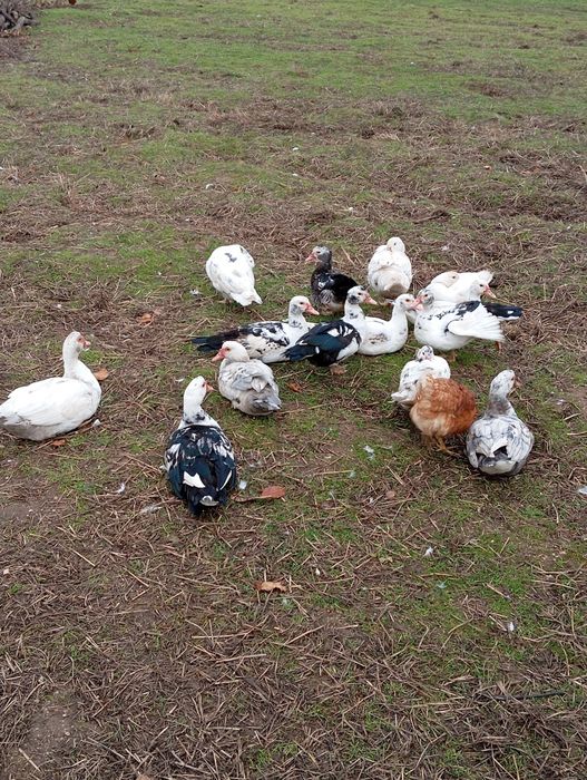 Patos mudos 20€ casal