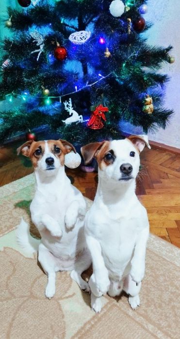 Цуценята Джек Рассел