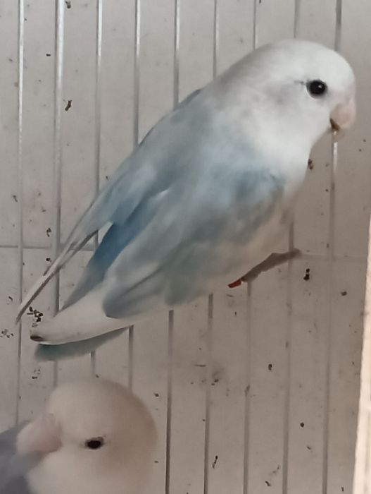 Caturra e roseicollis fêmeas