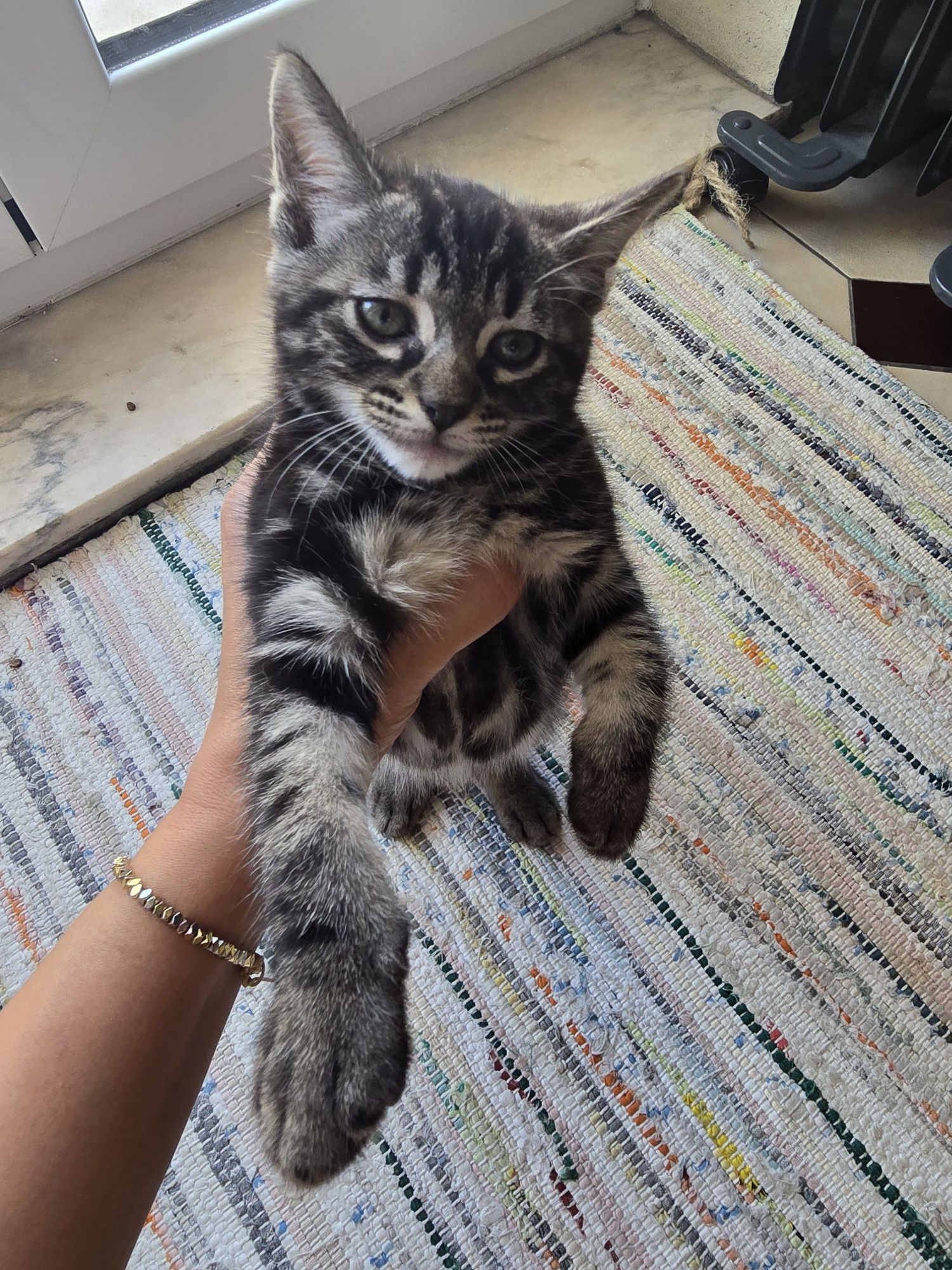 Gatinho 8 semanas