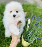 Pomeranian szpic miniaturowy ZKwP sliczny chlopczyk
