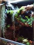 Terrarium tropikalne 40x40x60 gekon orzęsiony