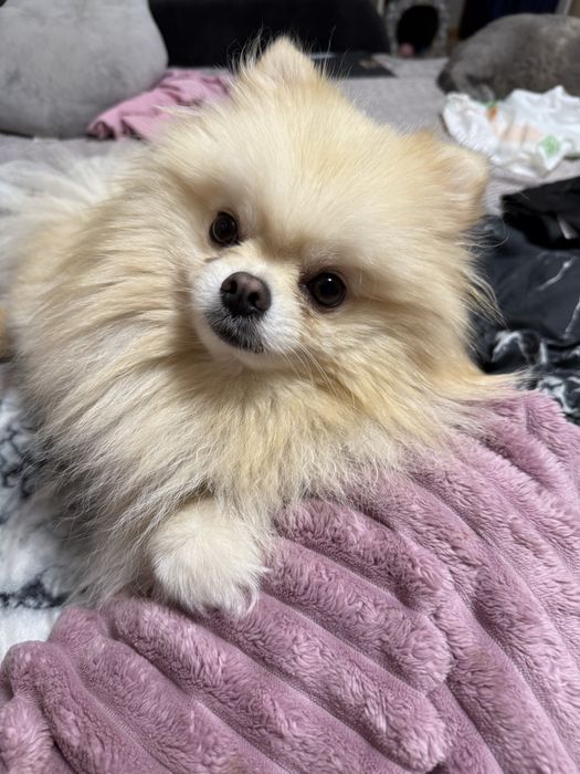 Купить собаку недорого!