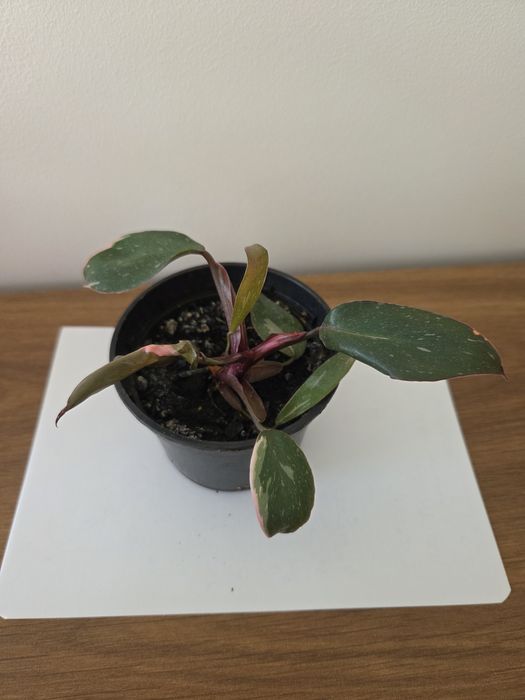 Philodendron pink princess mała roślina
