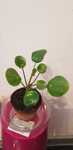 Pilea kwiat " Pieniążek " peperomioides 14cm