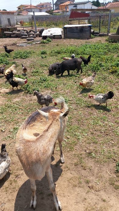 Pato caseiro criado no campo