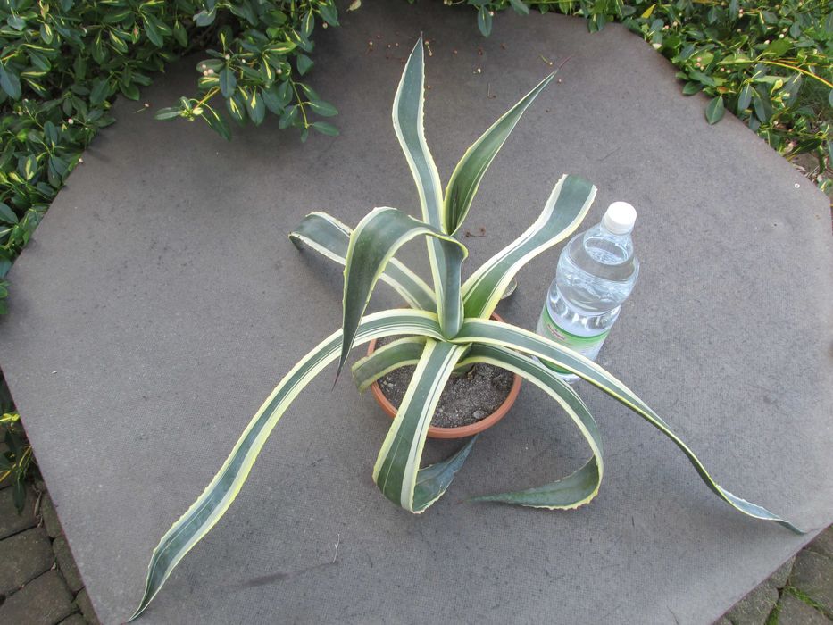 Odhodowana agawa z żółtymi brzegami - agave americana variegata