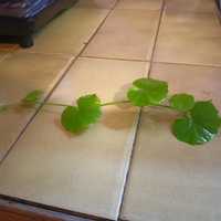 Hydrocotyle Leucecophala  - Wąktrotka białogłowa