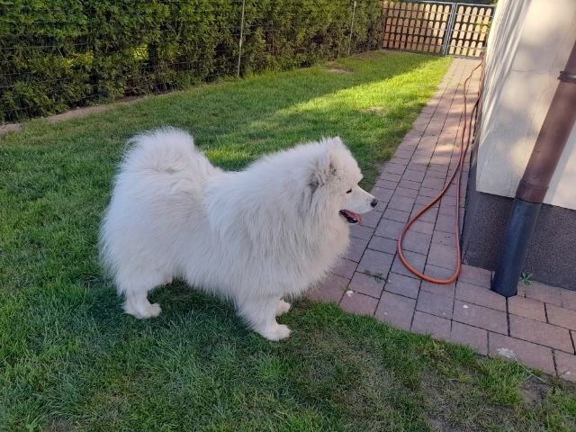 Suczka   Samoyed