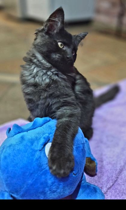 Maine Coon Nad Stawami