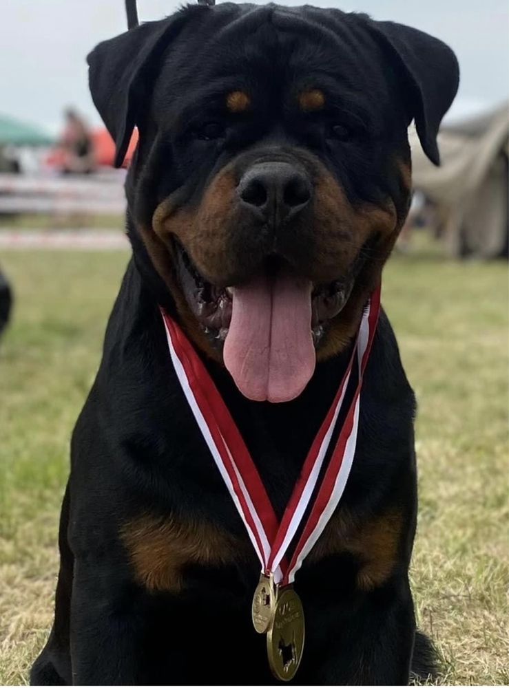 Rottwailer cudna suna FCI po Grand Championie Polski