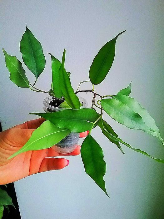 Фікус Бенджаміна Екзотика(Бенджаміна ‘Exotica’)