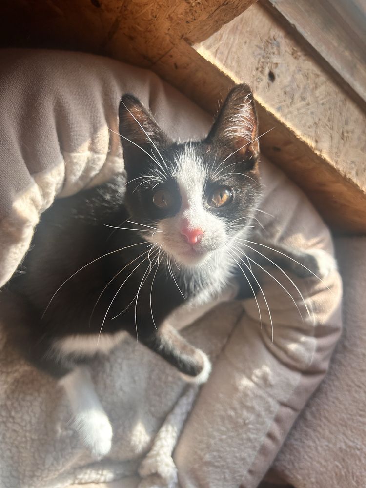 Kocie cudo do pilnej adopcji