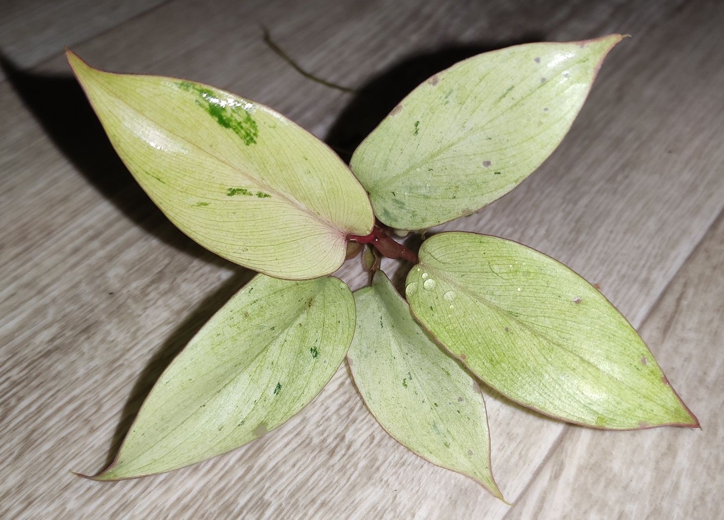 Philodendron, monstera