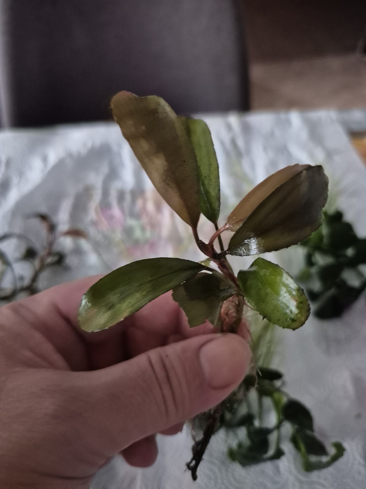 Rośliny bucephalandra i anubiasy