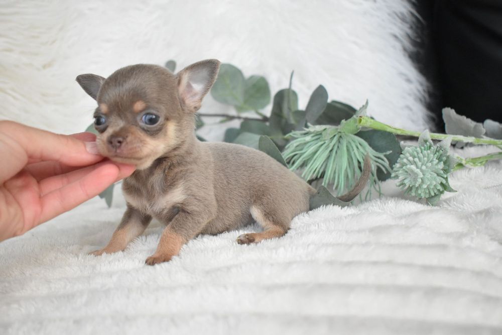 Chihuahua  Super Mini. Menino .Lilac Tan. Cabeça de maçã. Perfeito!