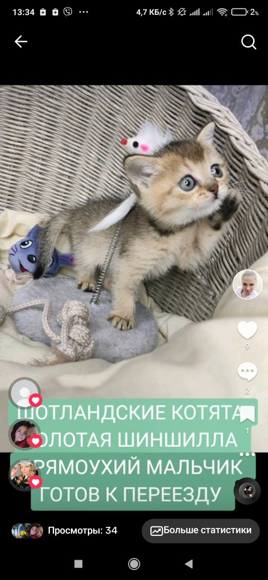 Продажа Шотландские котята