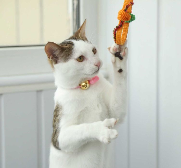 Даник в добрые руки!