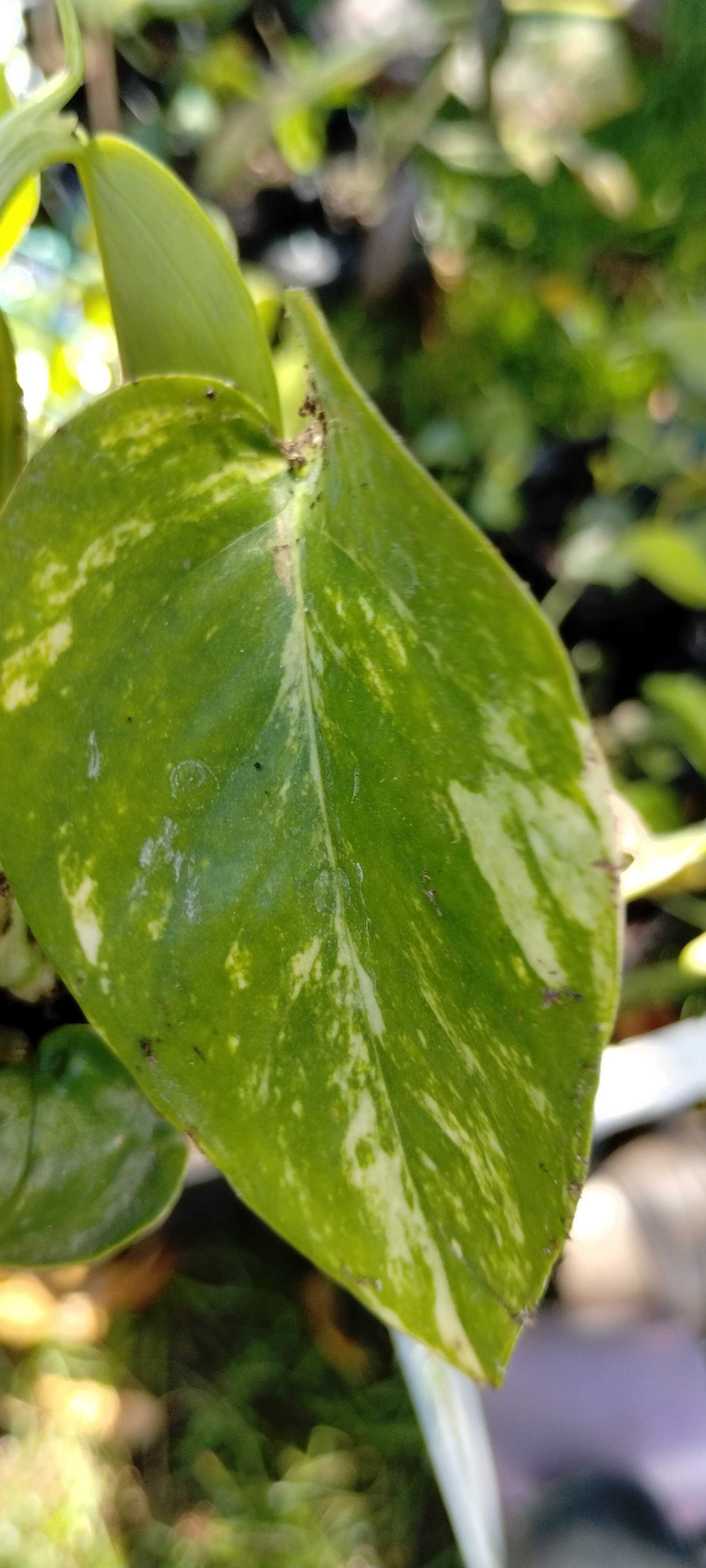 zestaw roślin nr2(5szt) epipremnum, philodendron, monstera