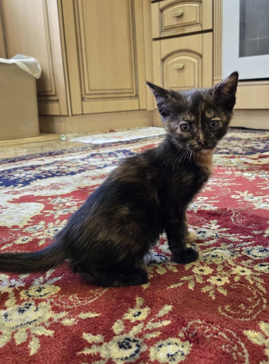 Котик в добрі руки