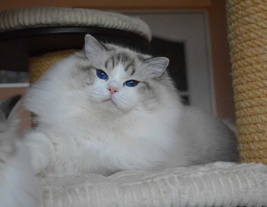 Madison,cudowna w typie koteczka wystawowo-hodowlana