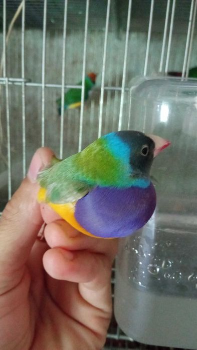 Vendo ou troco Diamantes gould cor verde macho por fêmea