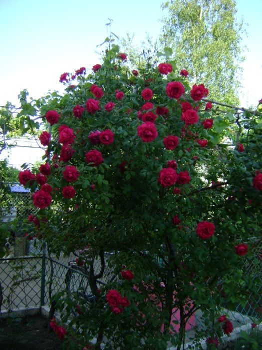 Продам саженцы красной вьющейся розы