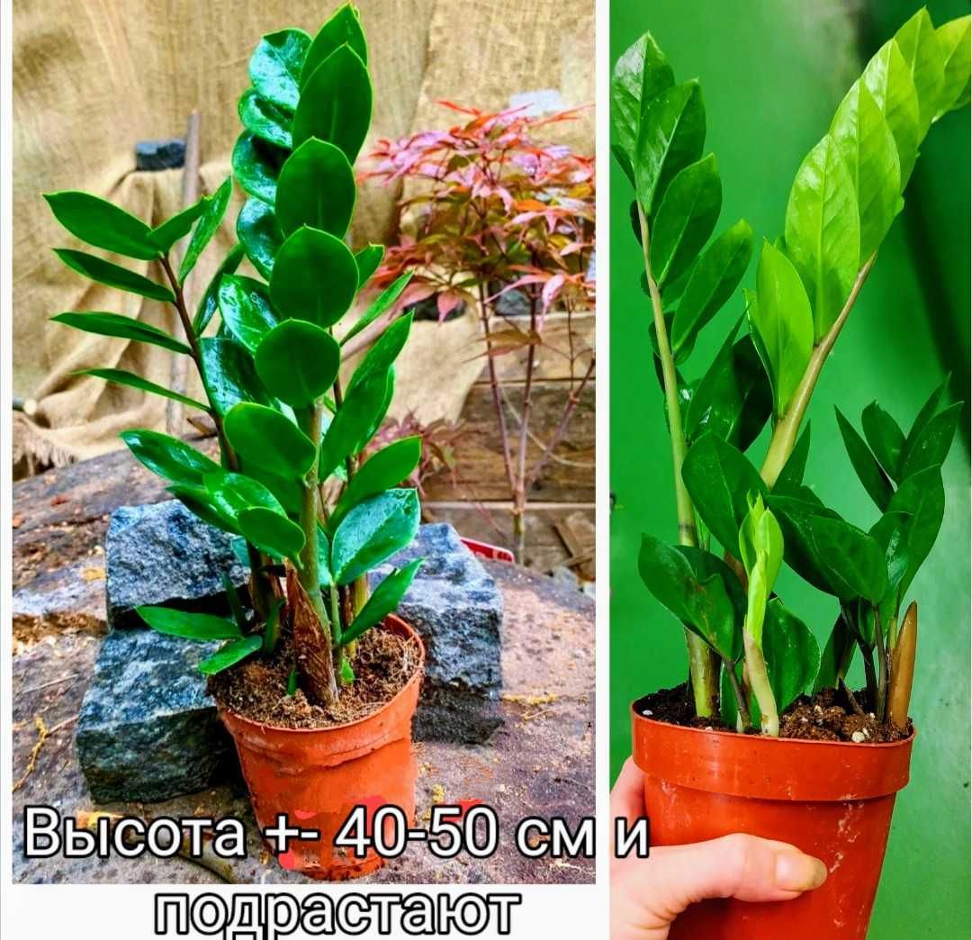 Комнатные растения