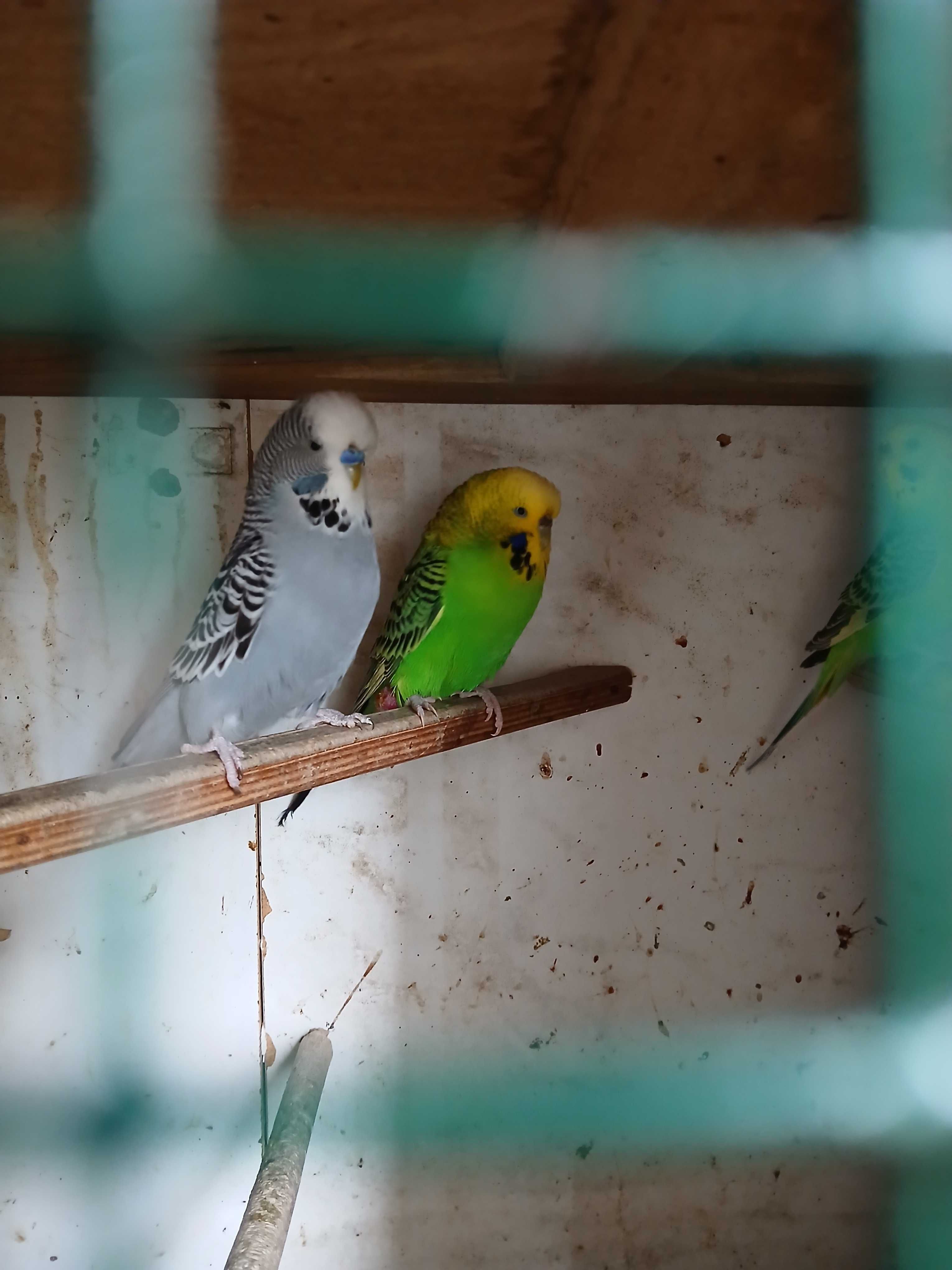 Casal de piriquitos  ingleses