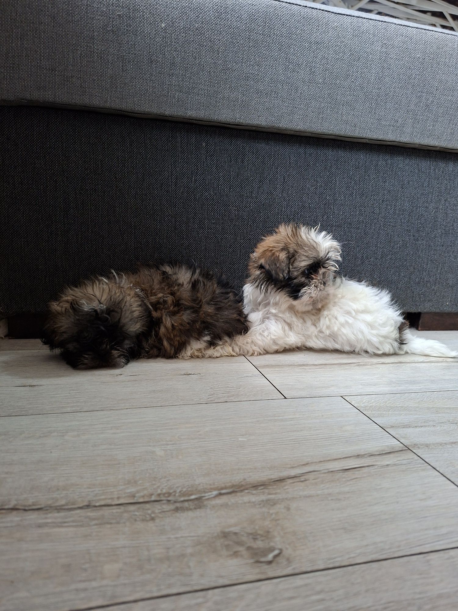 Shih Tzu  chłopak
