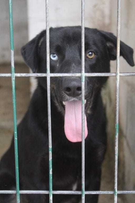 BLUE (2 Anos, Porte Grande) Para Adopção