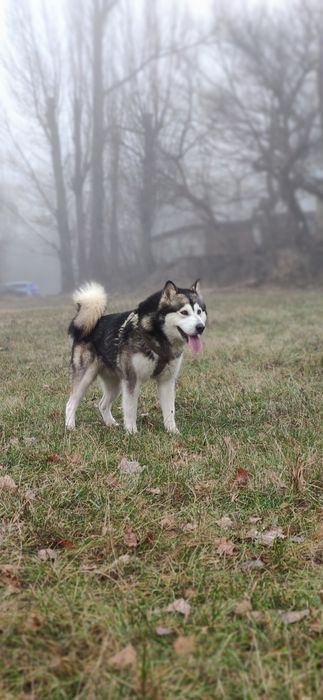 В'язка ,Маламут ,Кобель