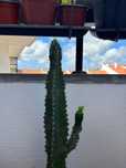 Cacto Euphorbia com vaso incluído