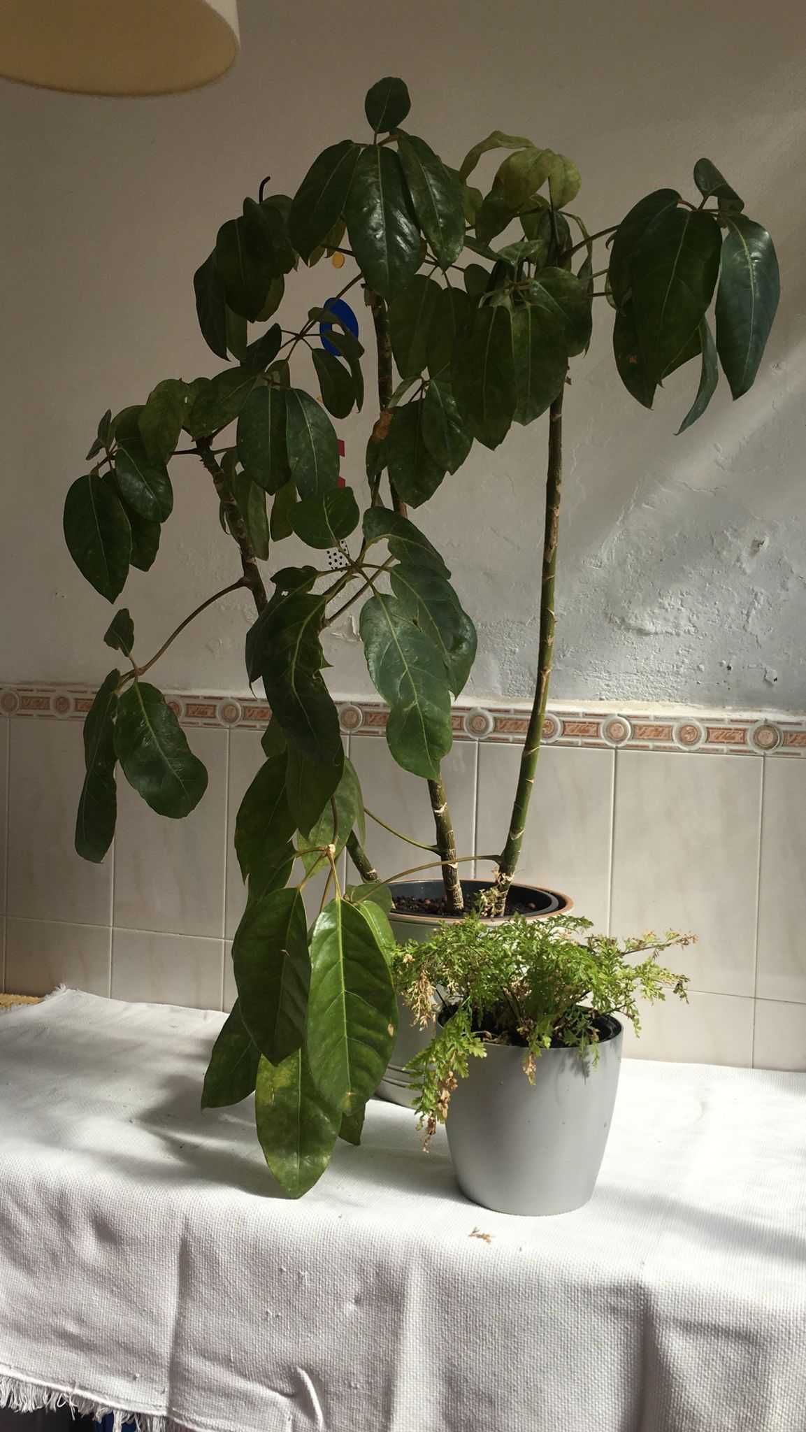 conjunto de 2 plantas e acessórios