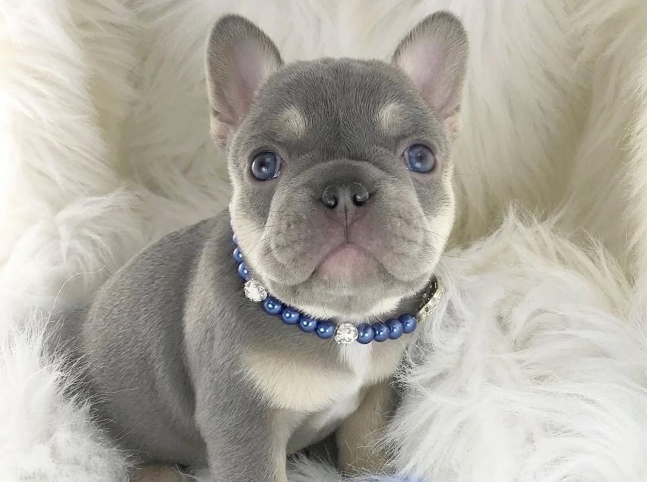 Красуня блакитна .