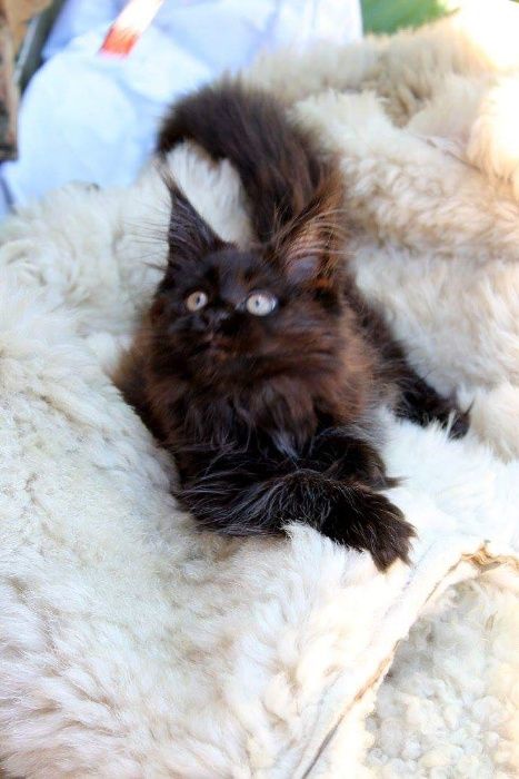 Котята породы Мейн Кун.Питомник.Документы.